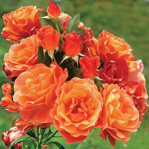 Livin' Easy - Weeks Rose - Image 2