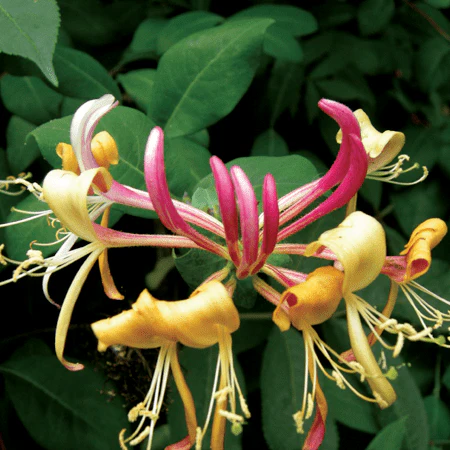 Lonicera Belgica (Honeysuckle) - Image 3