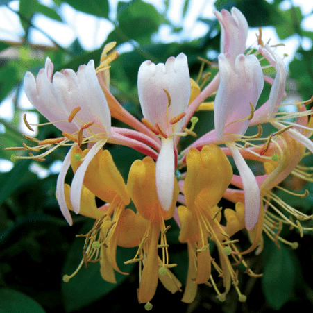 Lonicera Gold Flame (Honeysuckle)