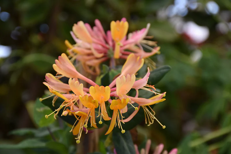 Lonicera Gold Flame (Honeysuckle) - Image 2