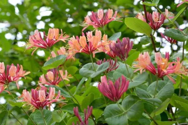 Lonicera Gold Flame (Honeysuckle) - Image 3