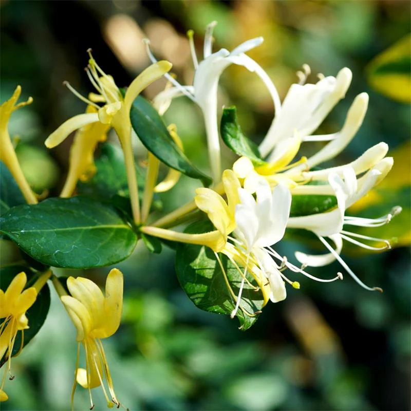 Lonicera Halliana (Halls Honeysuckle)
