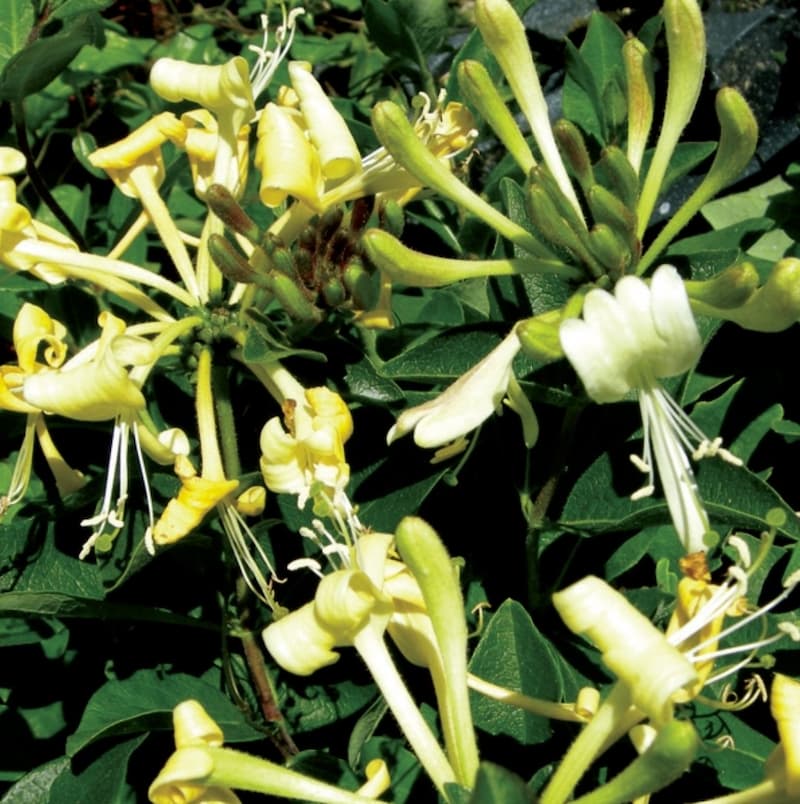 Lonicera Halliana (Halls Honeysuckle) - Image 2