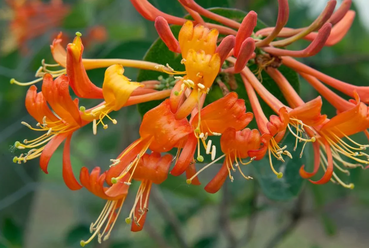 Lonicera Mandarin - Image 3