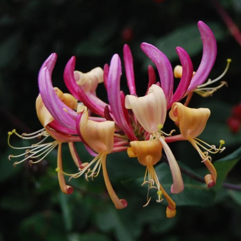 Lonicera Serotina (Honeysuckle)