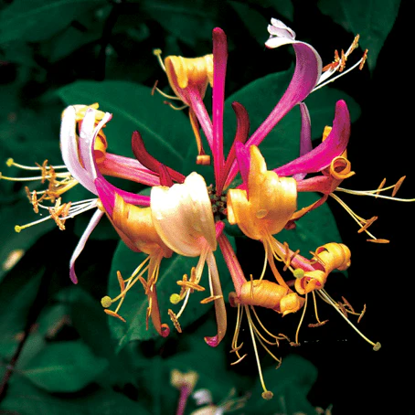 Lonicera Serotina (Honeysuckle) - Image 2