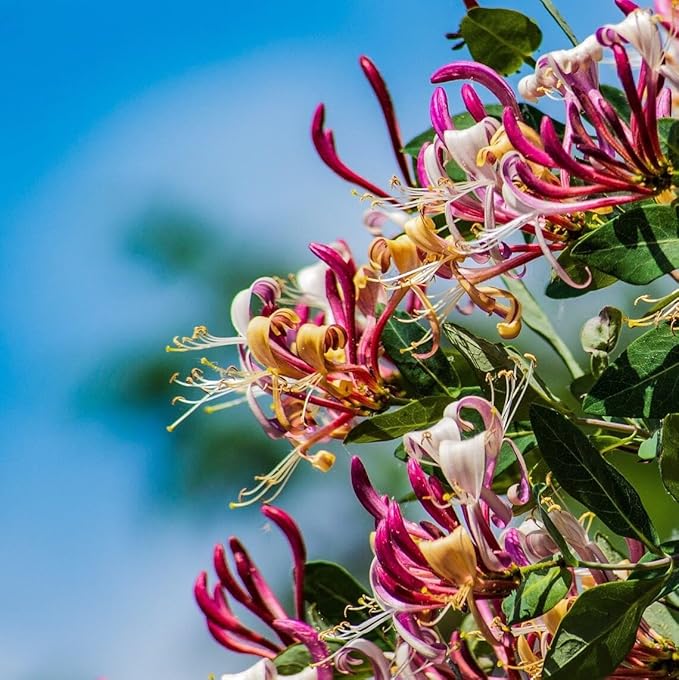 Lonicera Belgica (Honeysuckle) - Image 2
