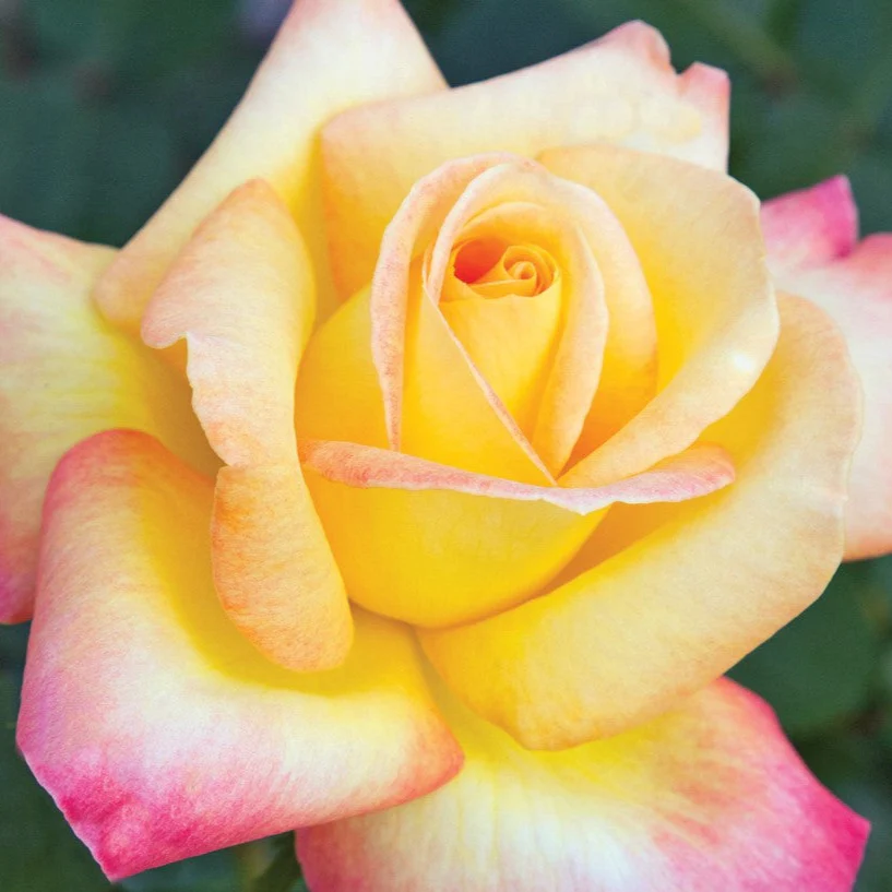 Love & Peace® - Star Roses and Plants