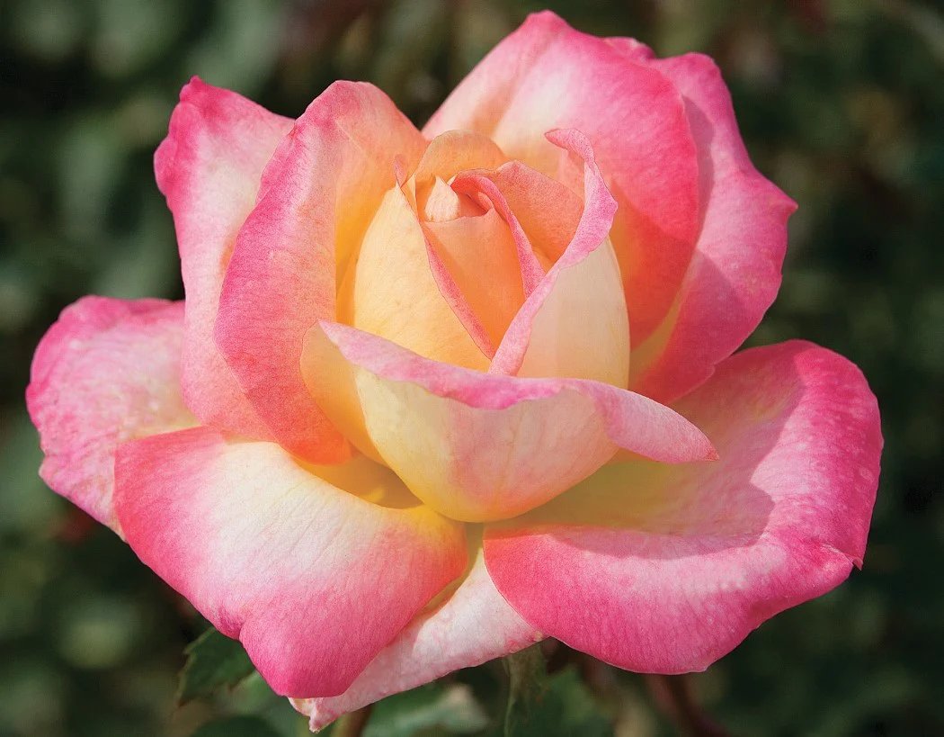 Love & Peace® - Star Roses and Plants - Image 2