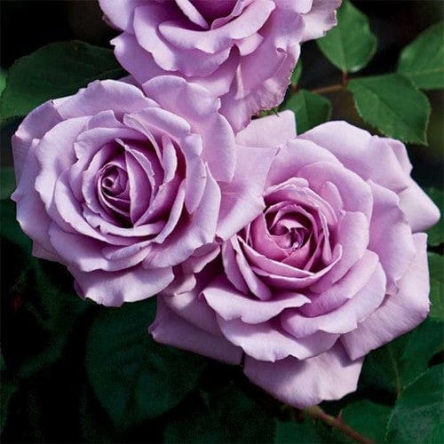 Love Song - Weeks Rose - Image 2