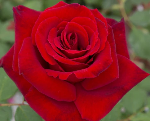 Love’s Promise™ - Star Roses and Plants - Image 2