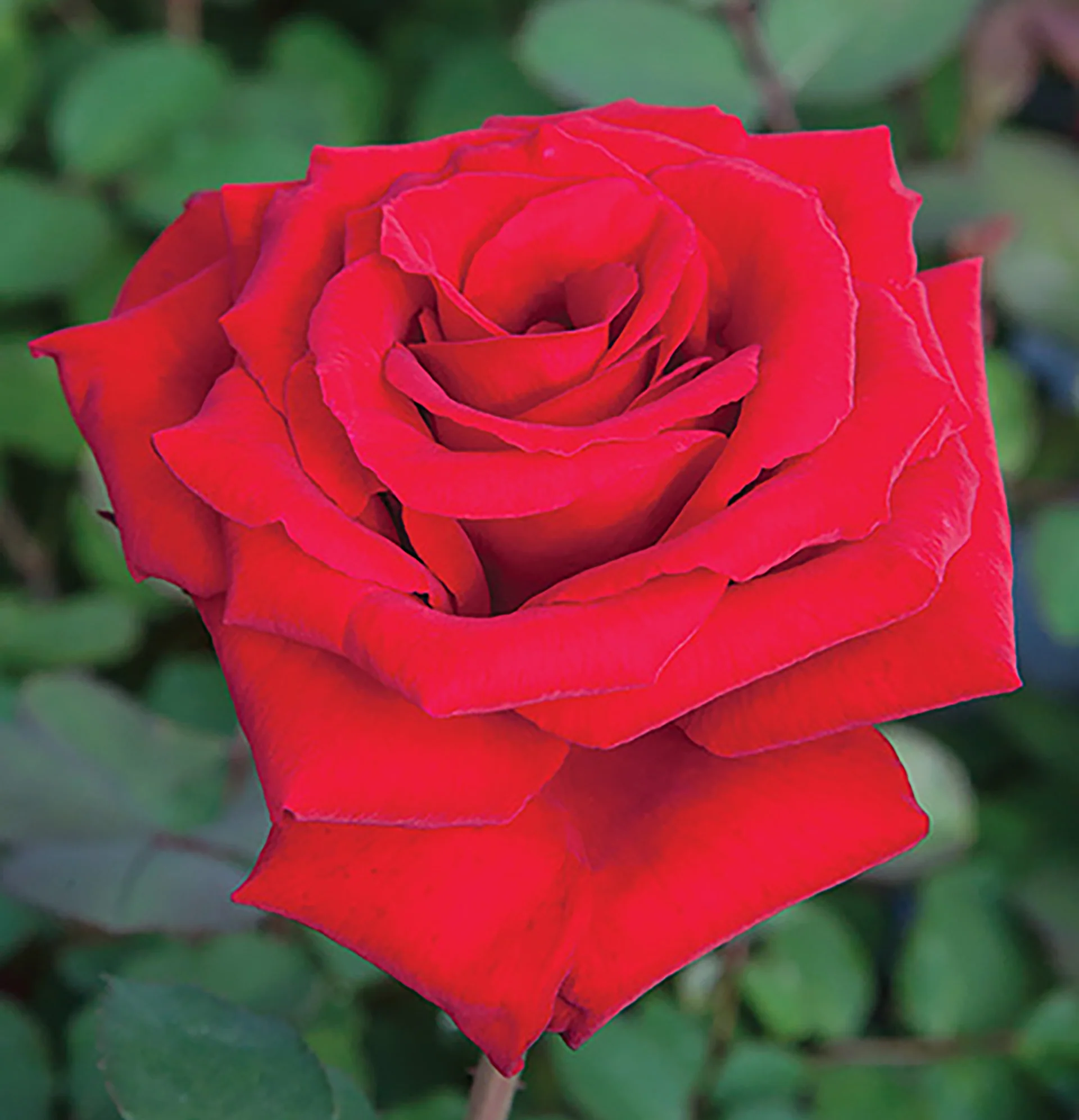 Love’s Promise™ - Star Roses and Plants - Image 3