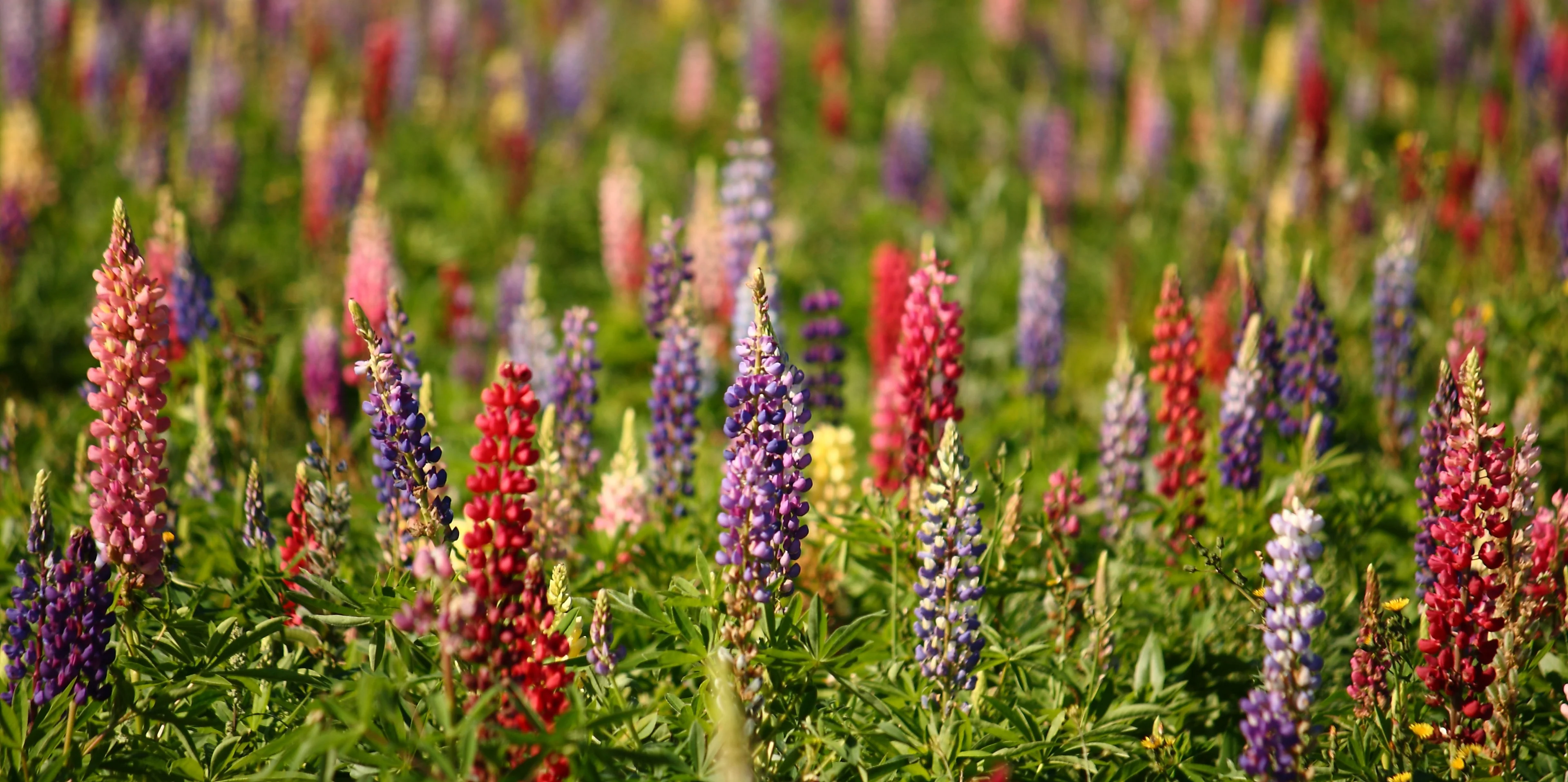 Lupine - Tall Mix, BONUS 3 Pack - Image 2