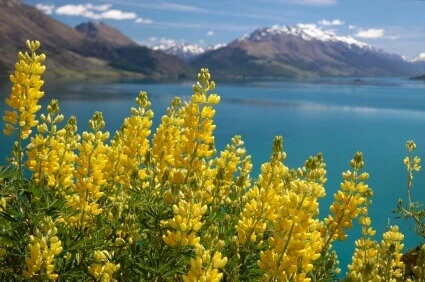 Lupins Hybrids Yellow - Ontario Seed Company