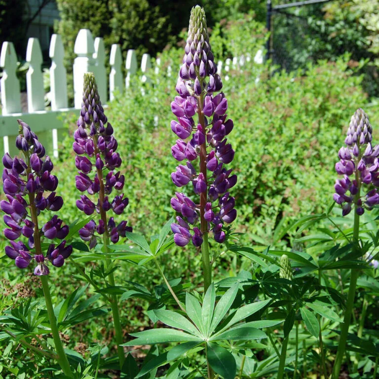 Lupins Russell's Hybrid Blue - Ontario Seed Company