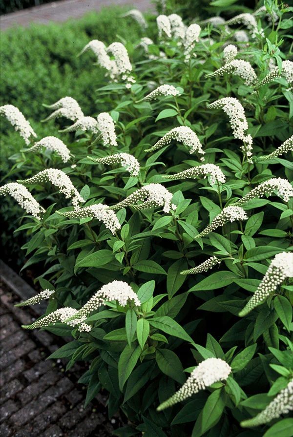 Lysimachia - Clethroides, 1 Pack - Image 2