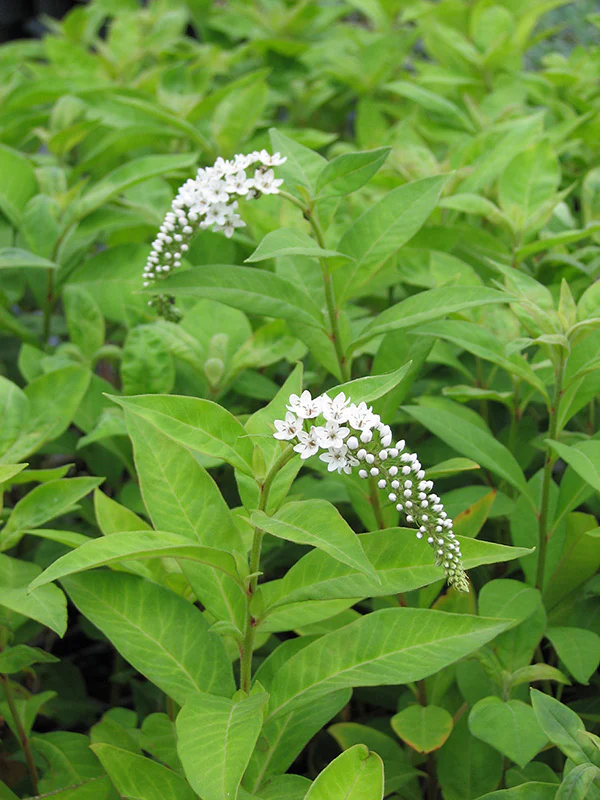 Lysimachia - Clethroides, 1 Pack - Image 3
