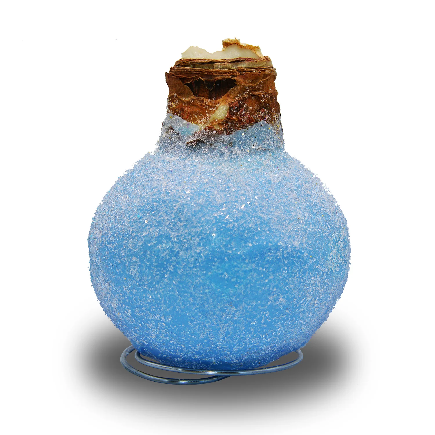 Amaryllis - Waxed Frozen Glitter - Red Bloom - Image 3