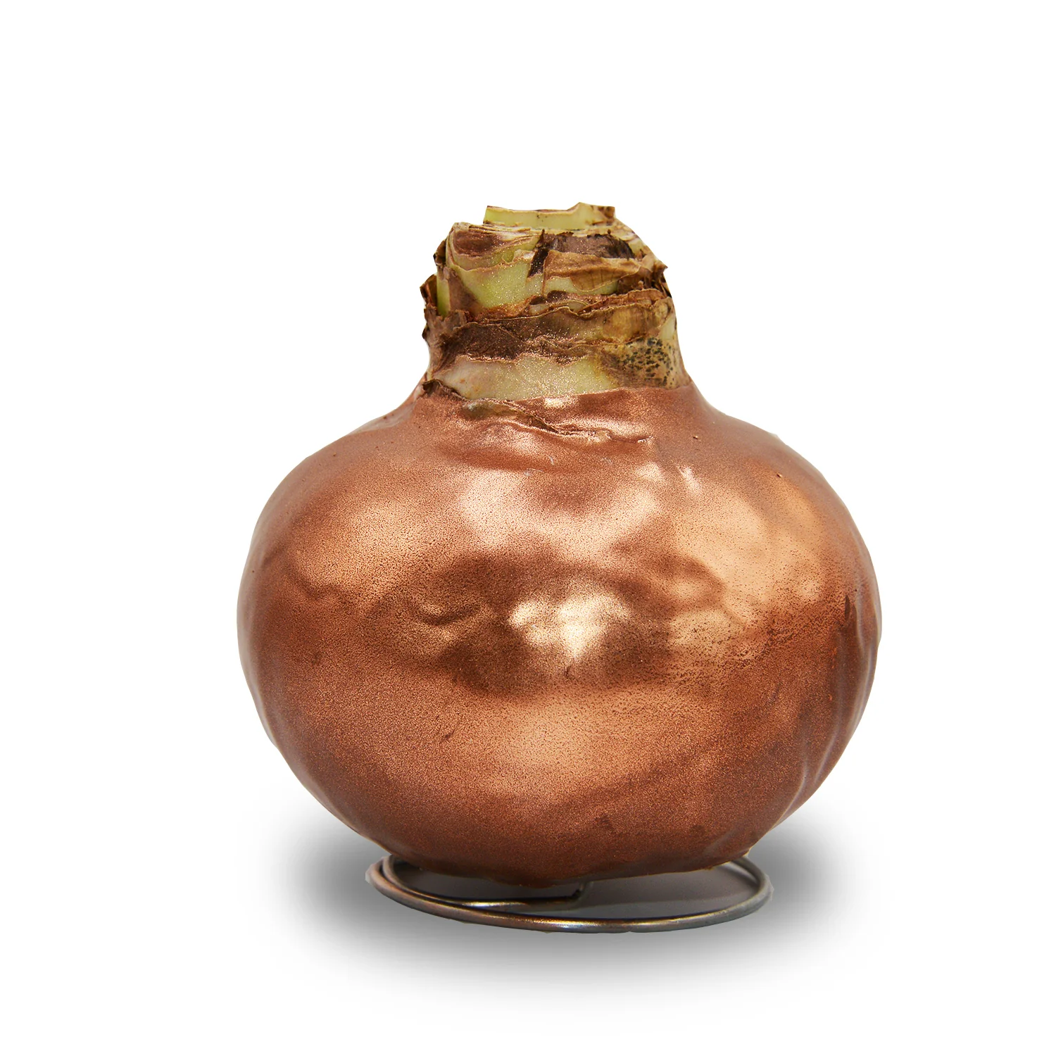 Amaryllis - Wax,  Red Bloom (Jumbo) - Image 2