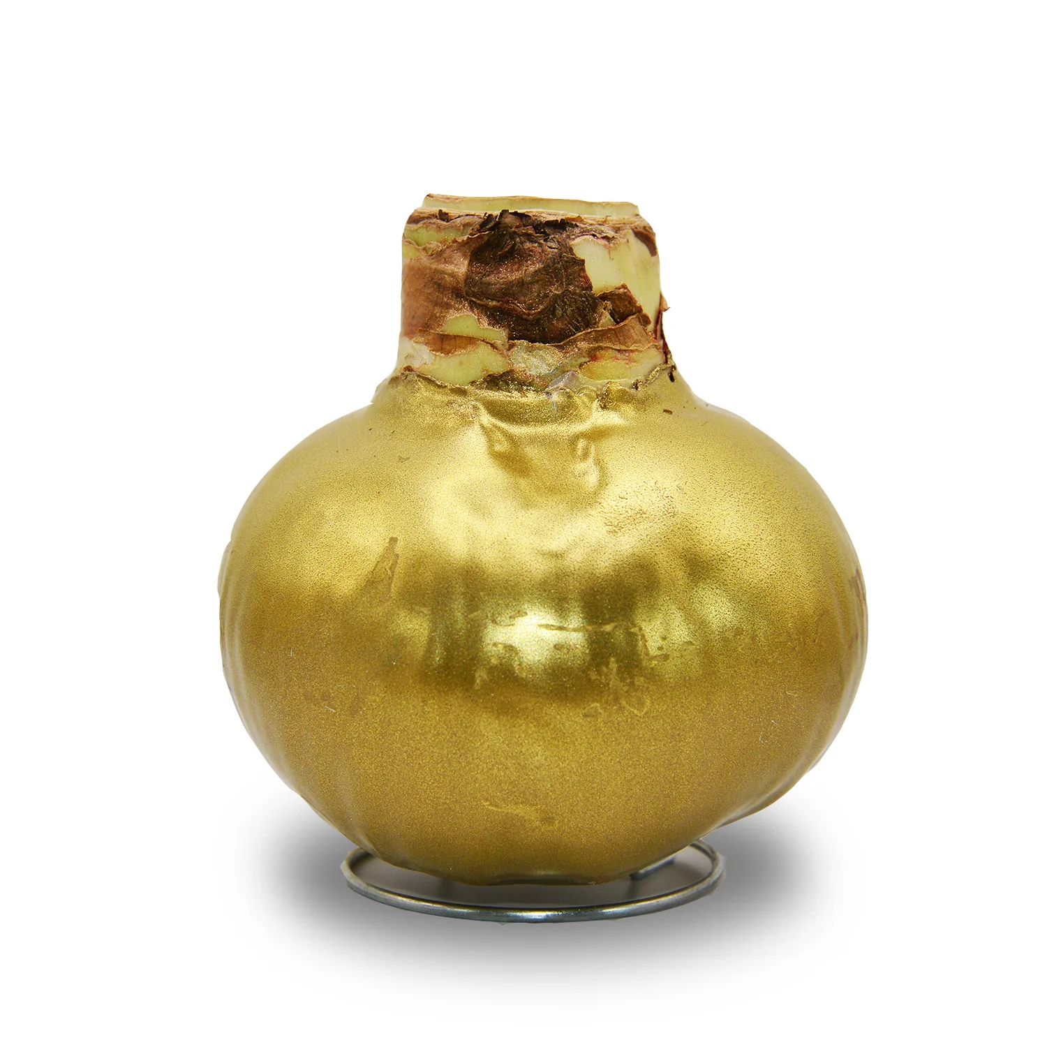 Amaryllis - Wax,  Red Bloom (Jumbo) - Image 3