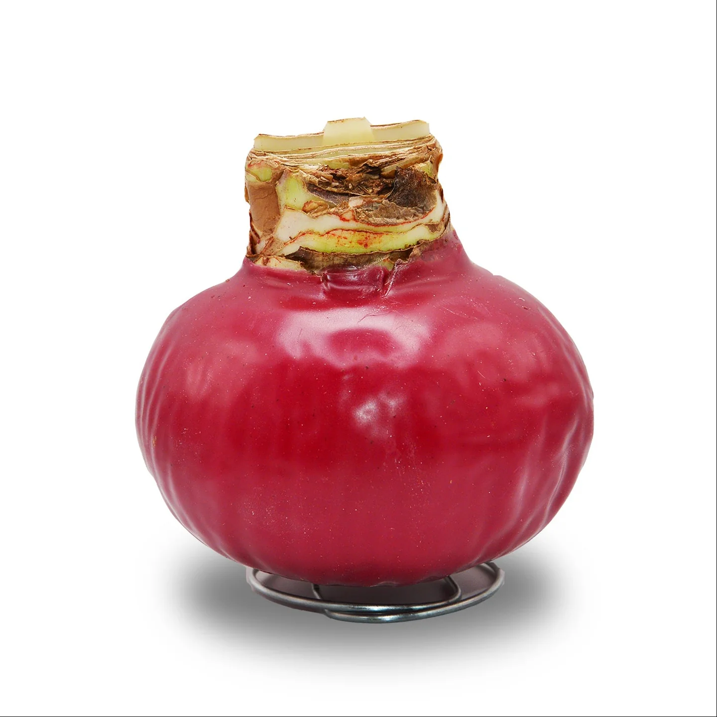 Amaryllis - Wax,  Red Bloom (Jumbo) - Image 5