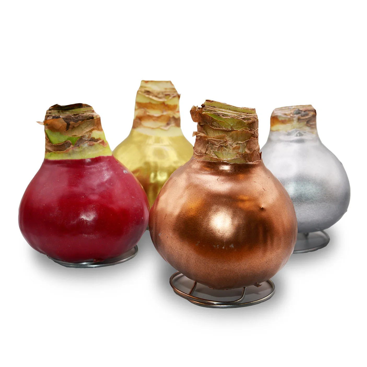 Amaryllis - Waxed Bulbs, Red Bloom - Image 7