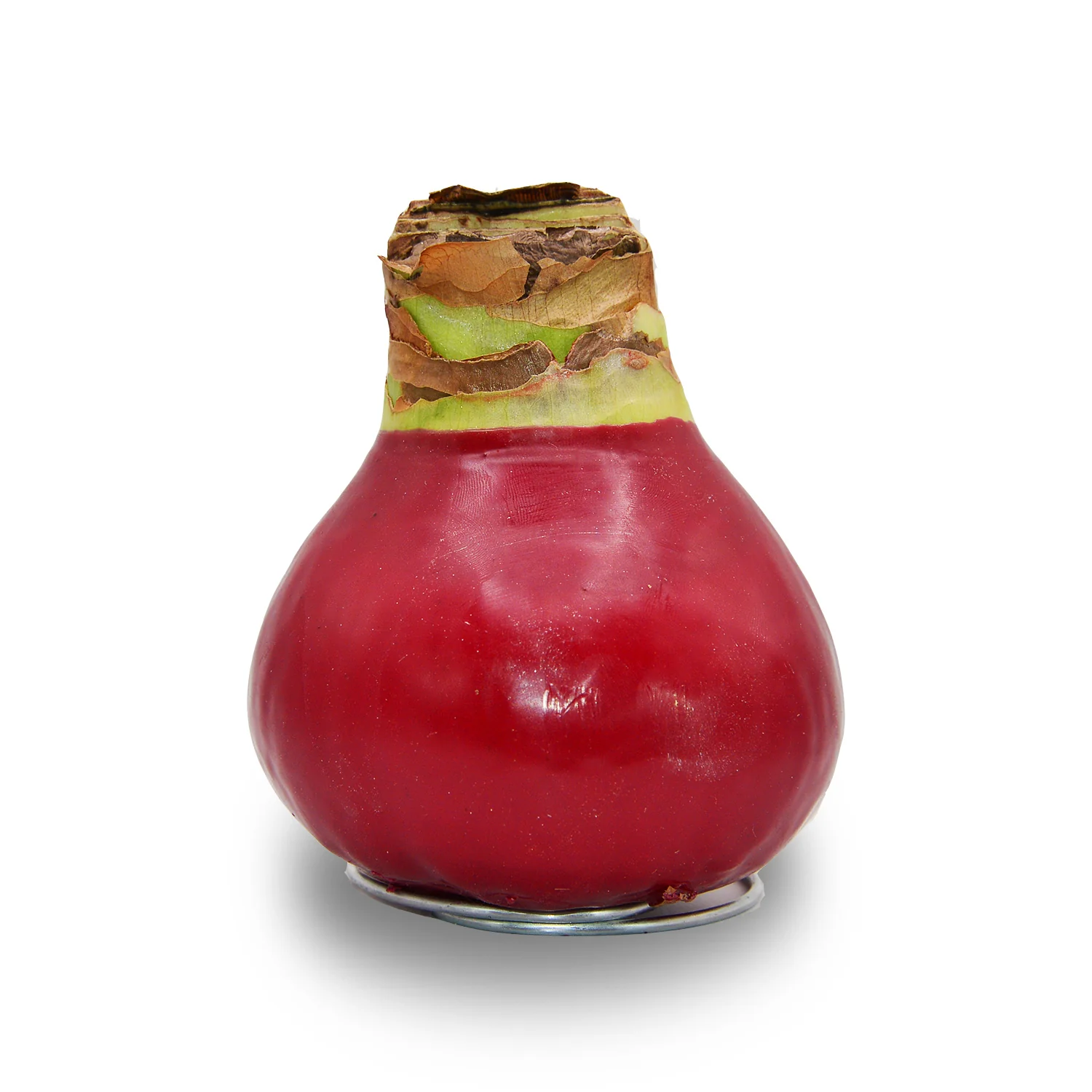 Amaryllis - Waxed Bulbs, Red Bloom - Image 10