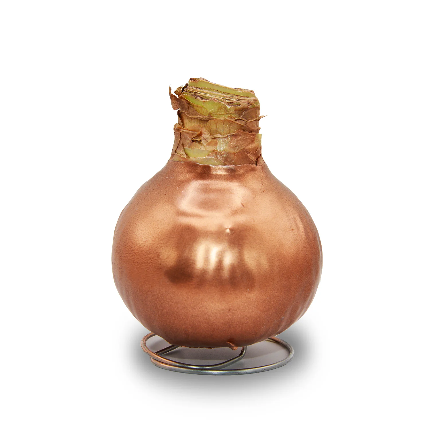 Amaryllis - Waxed Bulbs, Red Bloom - Image 11