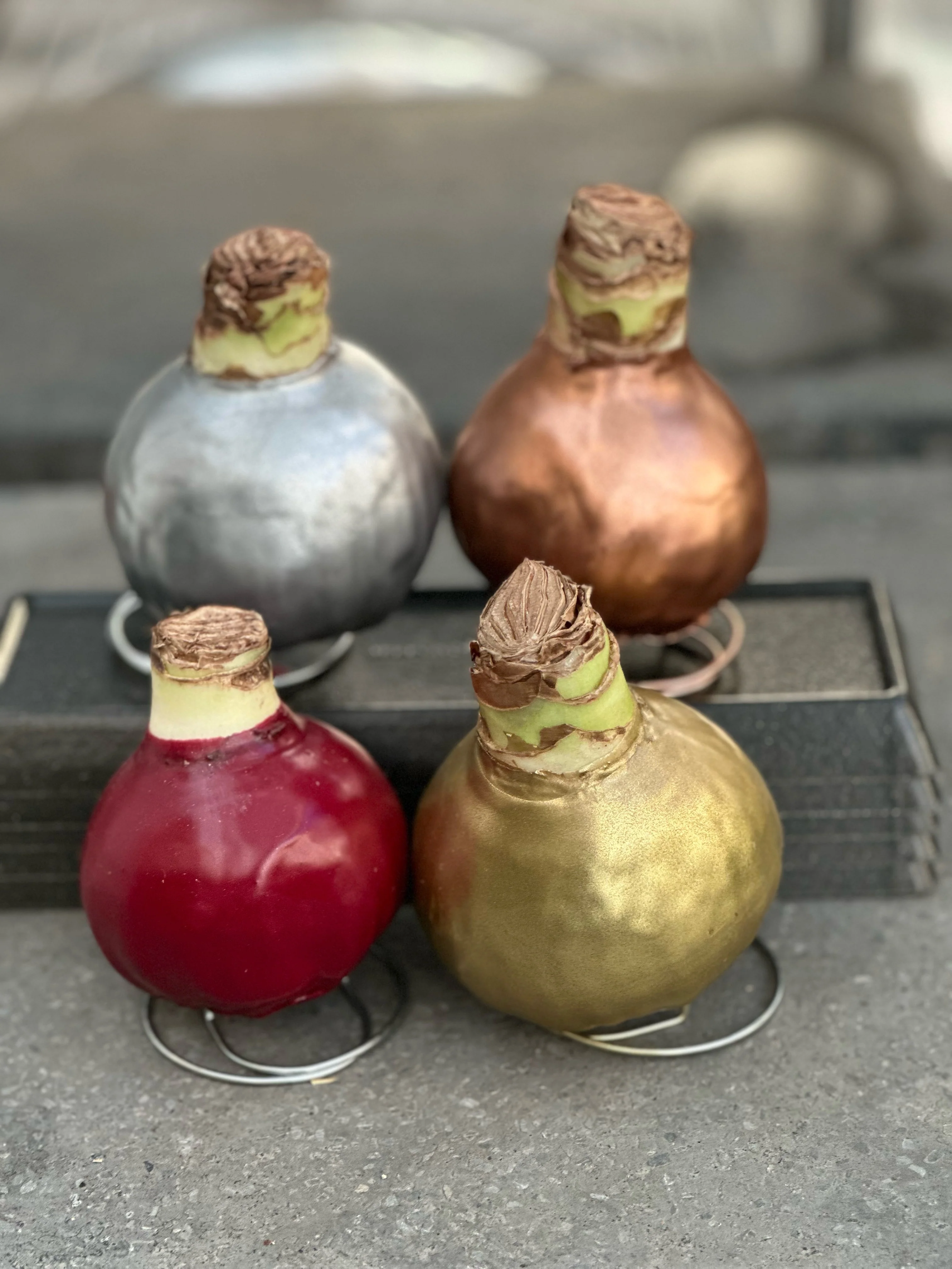 Amaryllis - Waxed Bulbs, White Bloom - Image 7