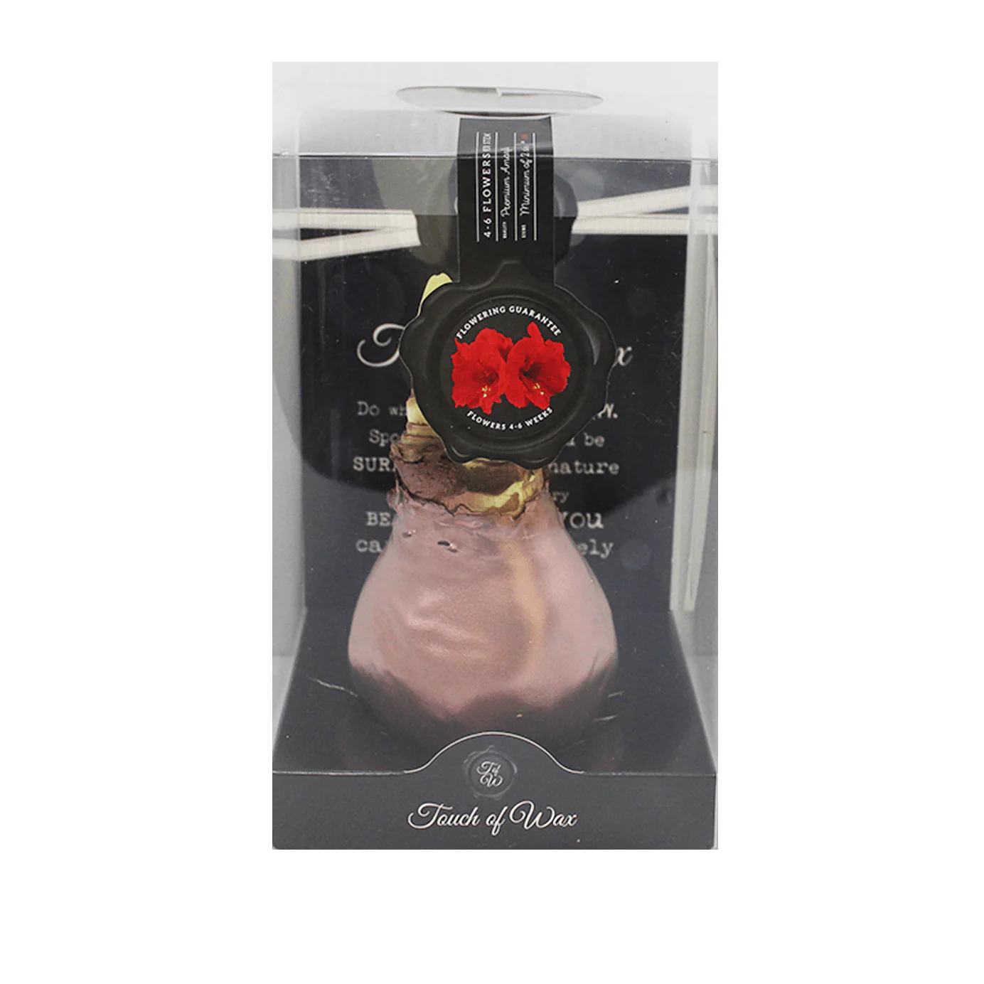 Amaryllis Bulbs, Waxed - Red Flowering (packaged) - Image 2