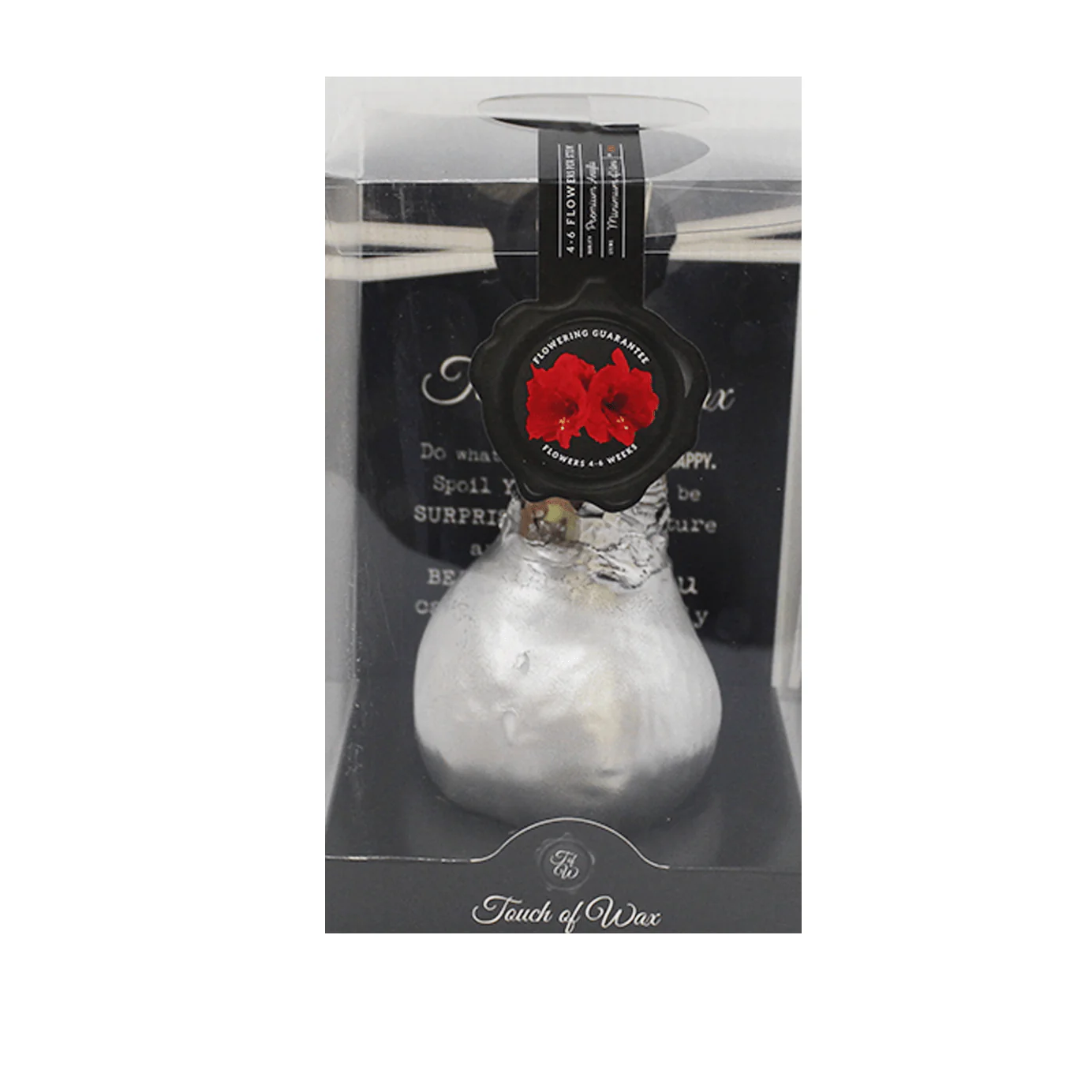 Amaryllis Bulbs, Waxed - Red Flowering (packaged) - Image 3