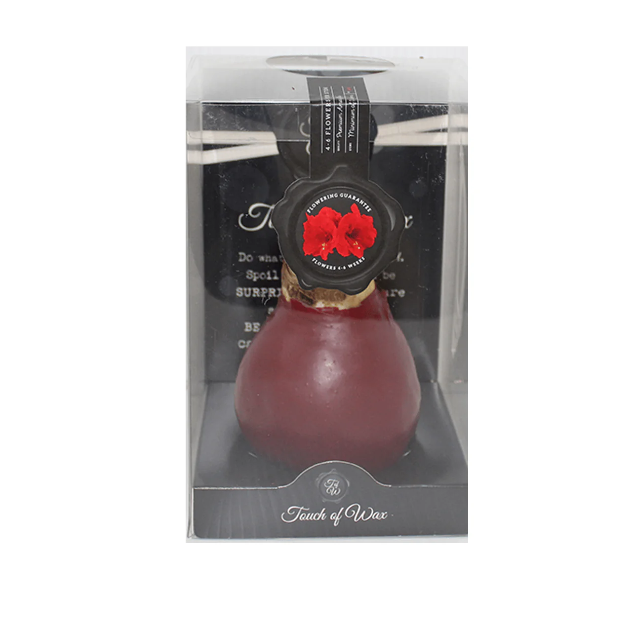 Amaryllis Bulbs, Waxed - Red Flowering (packaged) - Image 4