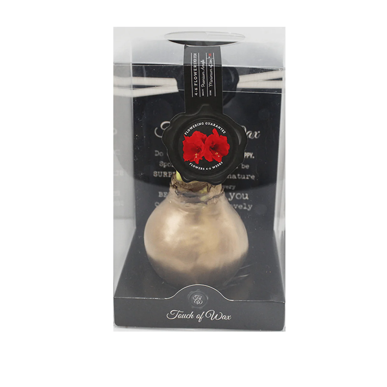 Amaryllis Bulbs, Waxed - Red Flowering (packaged) - Image 5