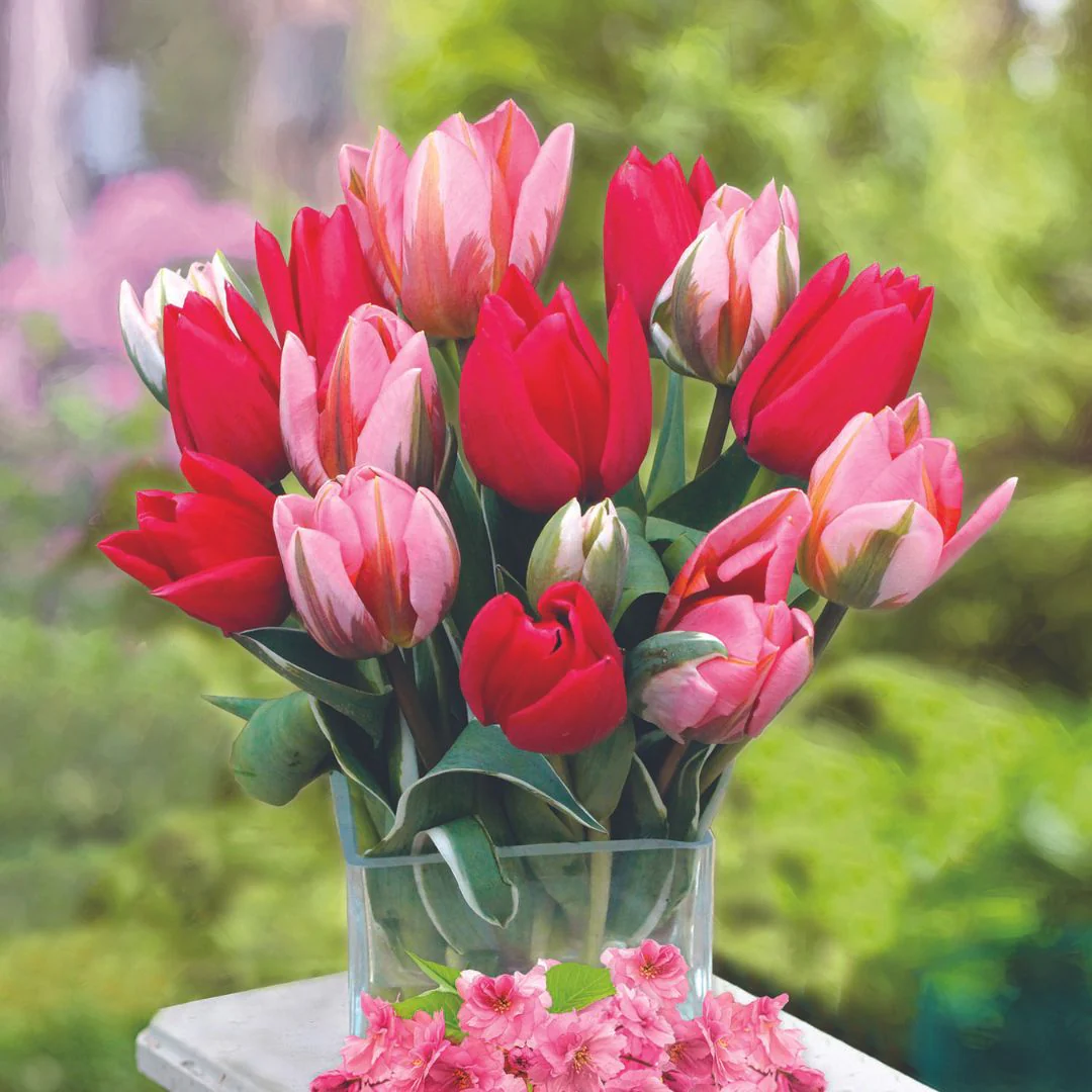Tulips - Cherry Blossoms, Colourful Companions, 12 Pack - Image 2