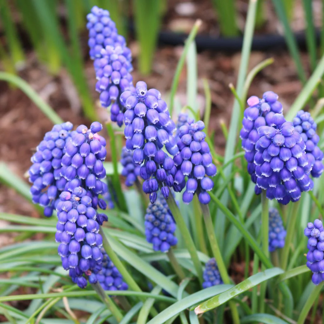 Muscari - Armeniacum, BONUS 40 Pack - Image 3