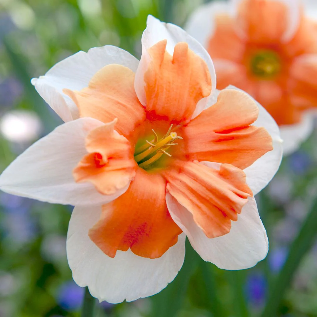 Narcissus - Electrus, Split-Corona, 5 Pack - Image 2