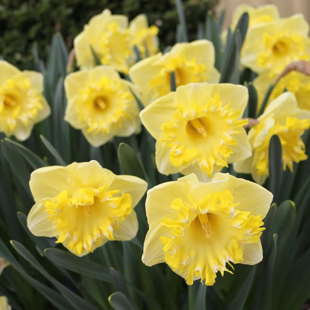 Narcissus - Snowtip, 5 Pack - Image 2