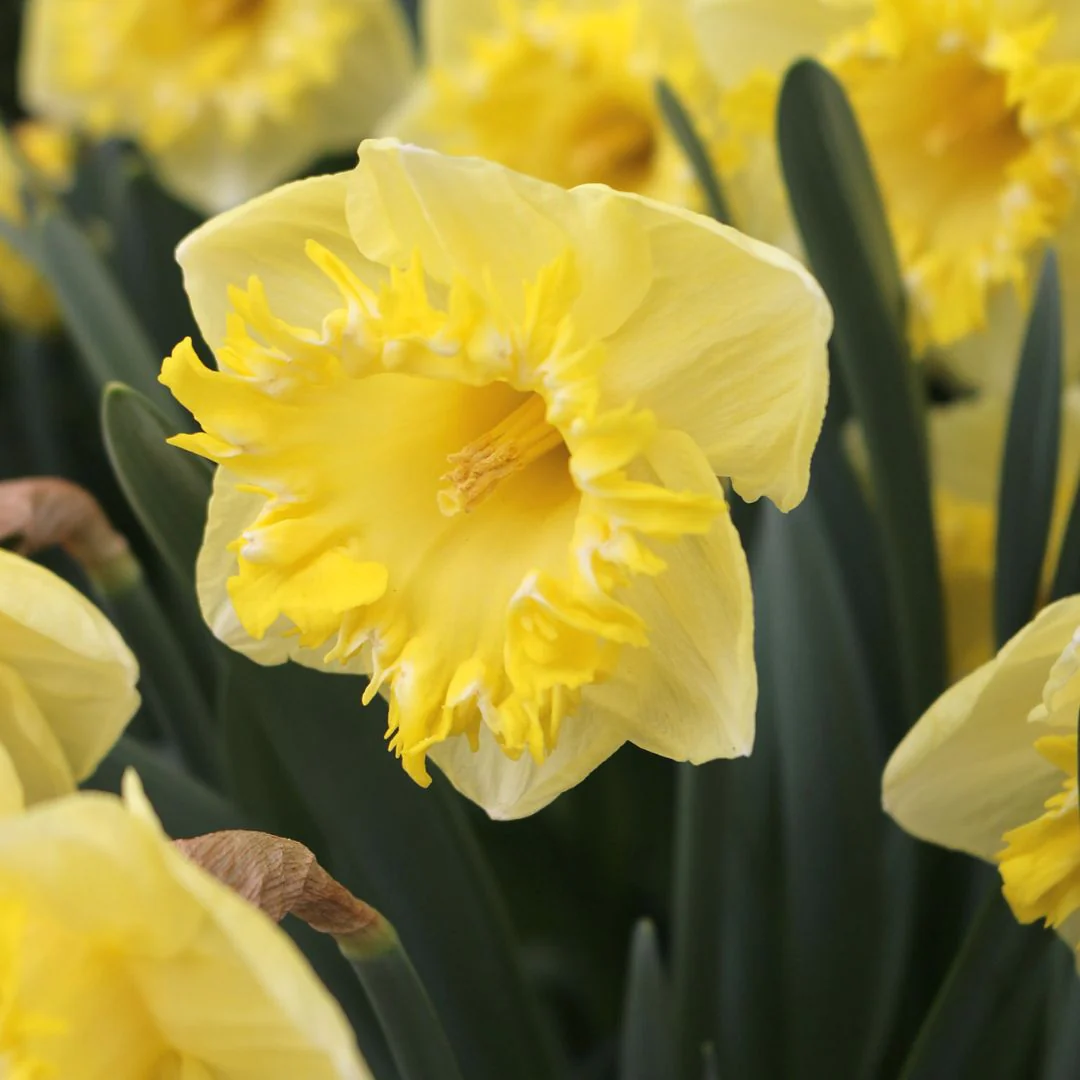 Narcissus - Snowtip, 5 Pack - Image 3
