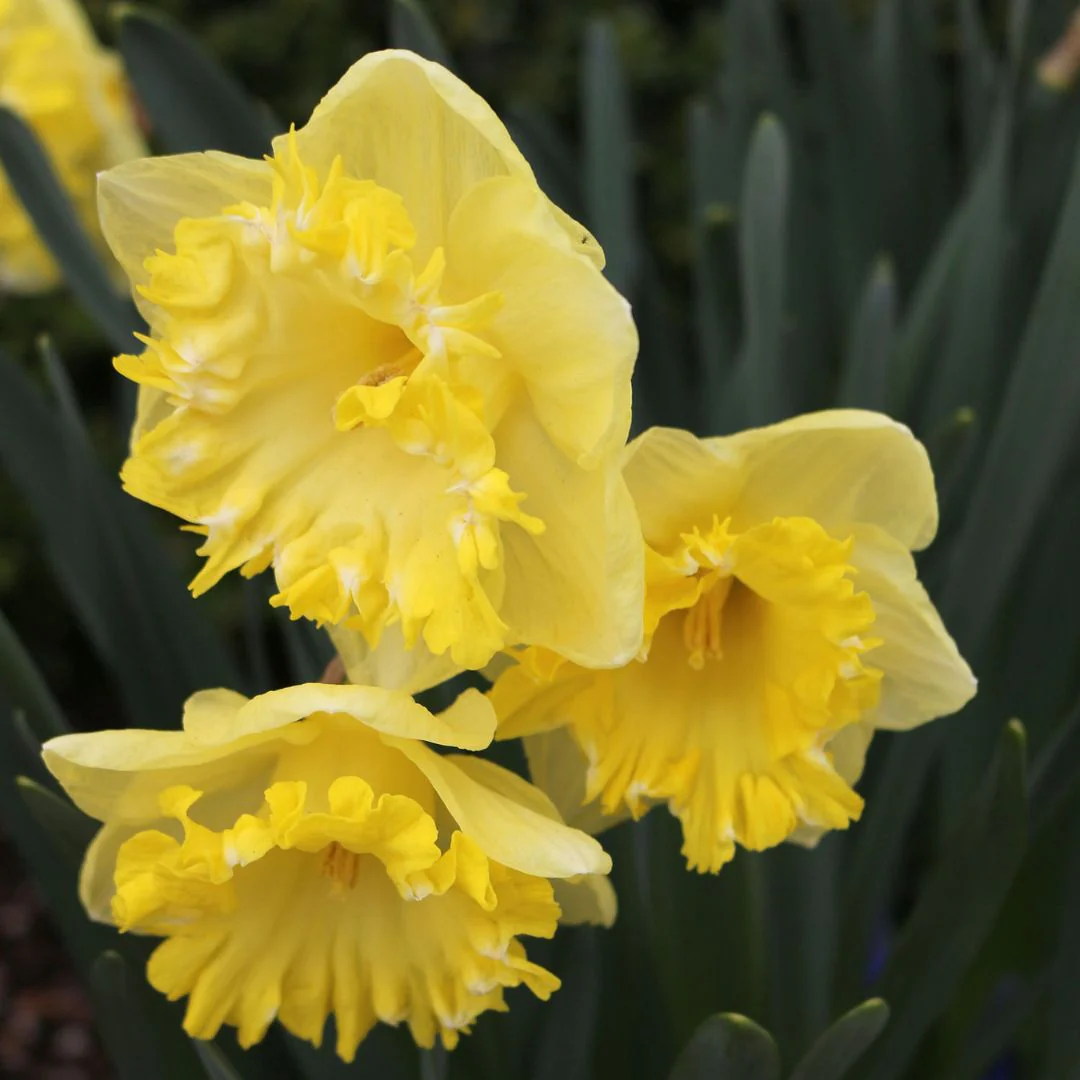Narcissus - Snowtip, 5 Pack - Image 4