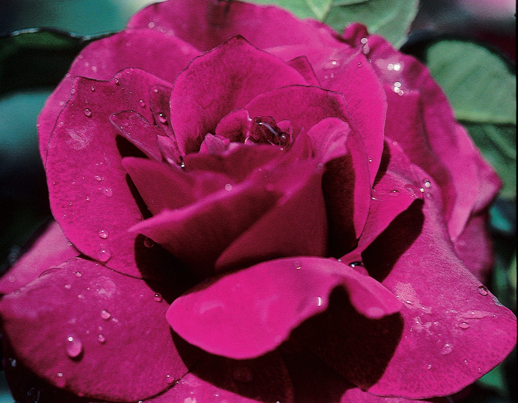 Intrigue - Star Roses and Plants - Image 2