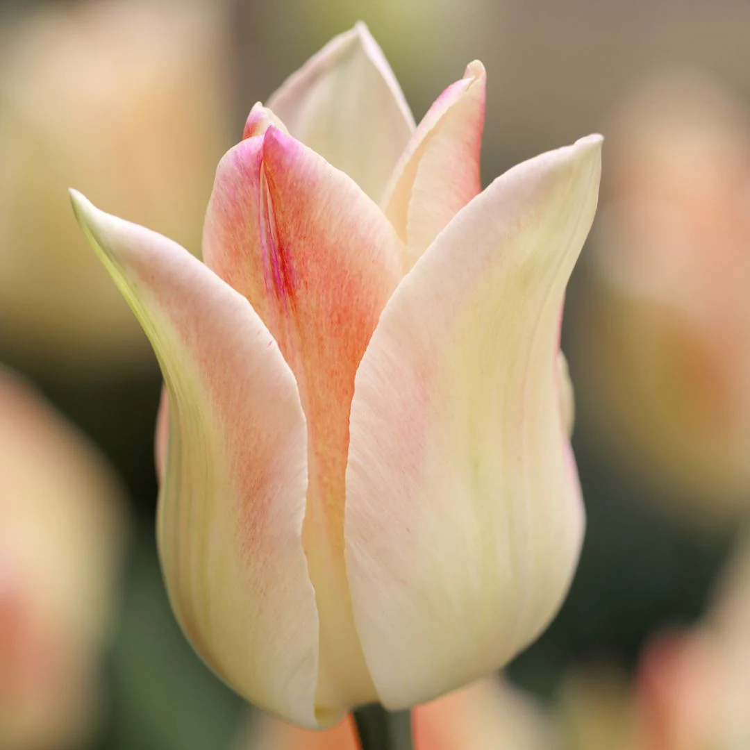 Tulip - Elegant Lady, 6 Pack - Image 2