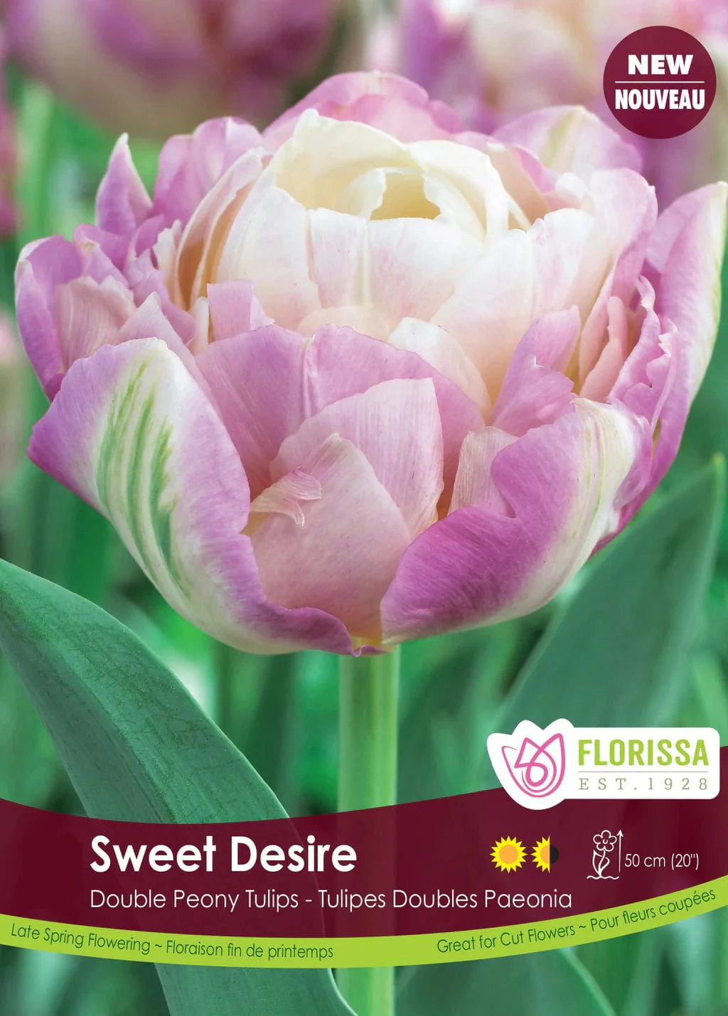 Tulip - Sweet Desire, 6 Pack