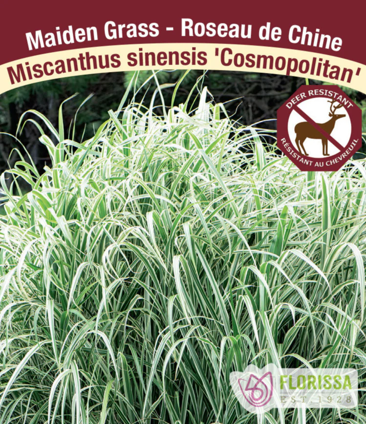 Maiden Grass - Cosmopolitan, 1 Pack