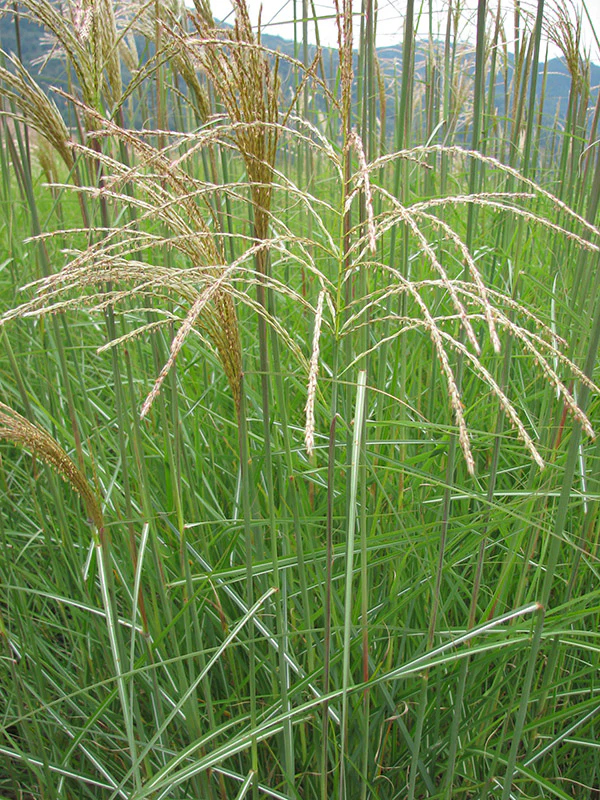 Maiden Grass - Graziella, 1 Pack - Image 2