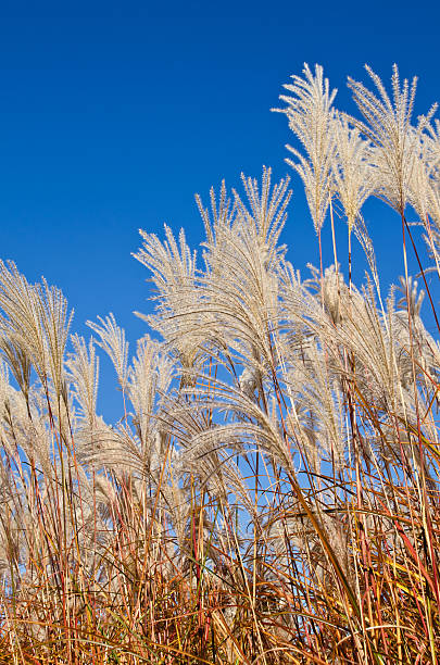 Maiden Grass - Graziella, 1 Pack - Image 3