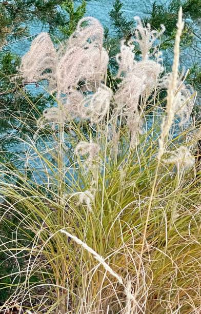 Maiden Grass - Graziella, 1 Pack - Image 4