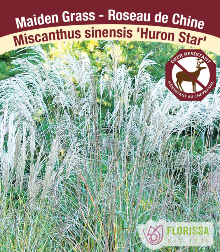 Maiden Grass - Huron Star, 1 Pack