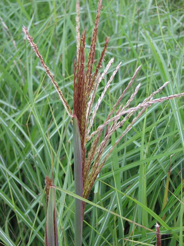 Maiden Grass - Huron Sunrise, 1 Pack - Image 2