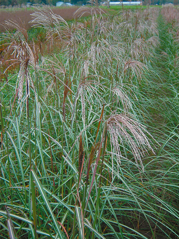 Maiden Grass - Malepartus, 1 Pack - Image 2
