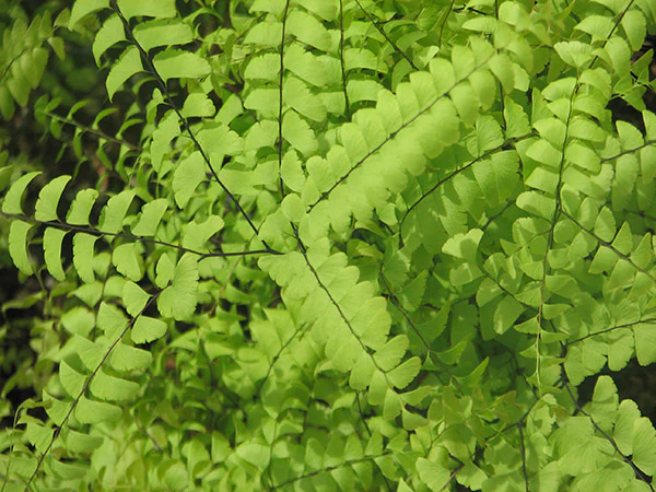 Maidenhair Fern - Pedatum, 1 Pack - Image 2